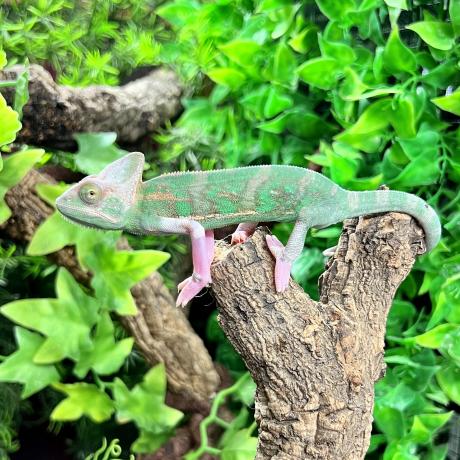 Yemen Chameleon - Chamaeleo calyptratus