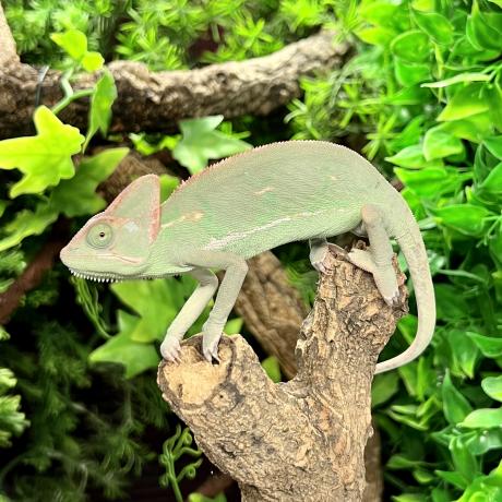 Yemen Chameleon - Chamaeleo calyptratus