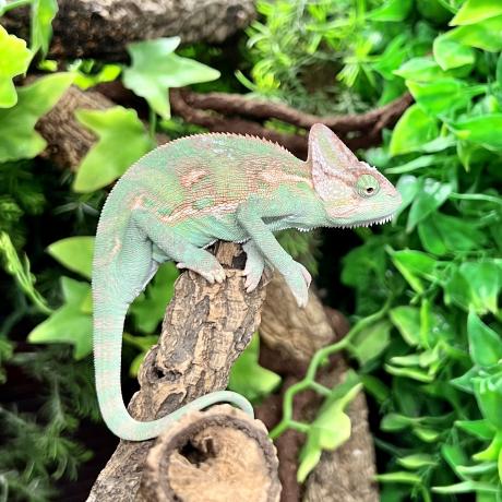 Yemen Chameleon - Chamaeleo Calyptratus