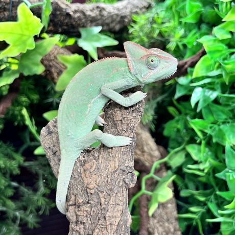 Yemen Chameleon - Chamaeleo calyptratus