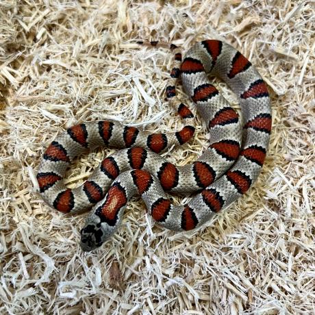 Durango Kingsnake - Lampropeltis mexicana greeri